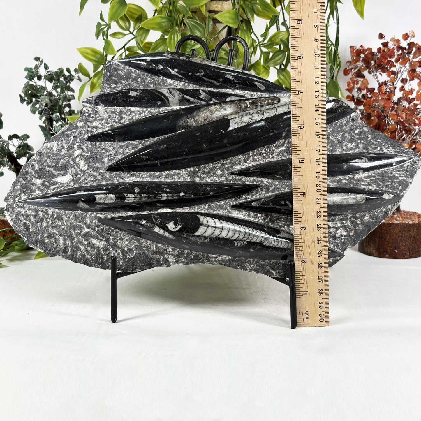 Orthoceras Fossil - Gem Avenue Retail