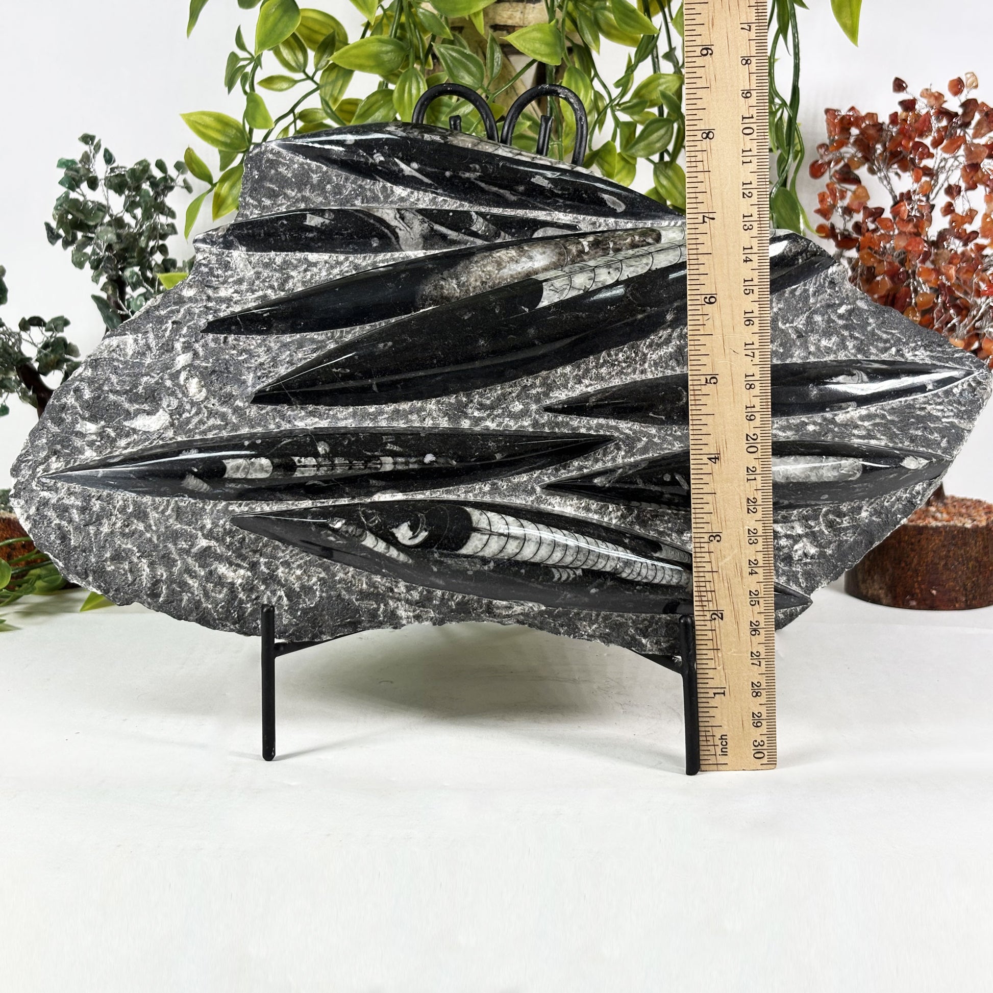 Orthoceras Fossil - Gem Avenue Retail