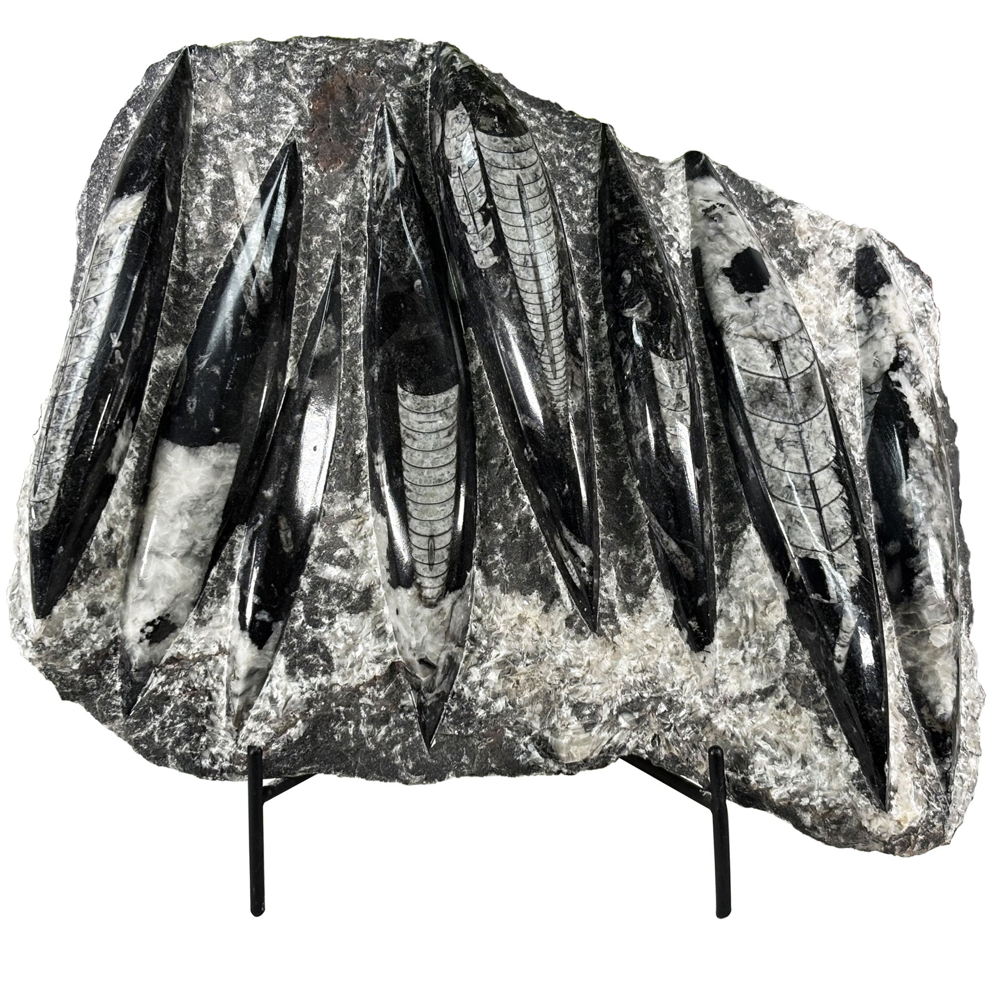 Orthoceras Fossil Plate - Gem Avenue Retail