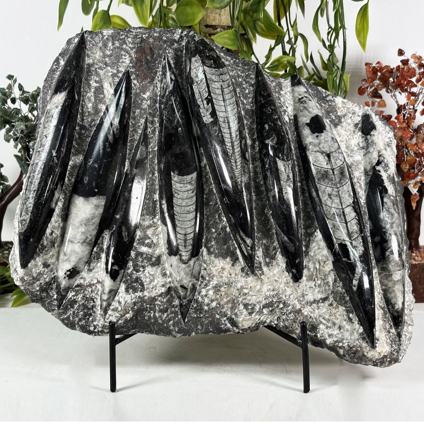 Orthoceras Fossil Plate - Gem Avenue Retail