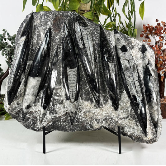 Orthoceras Fossil Plate - Gem Avenue Retail
