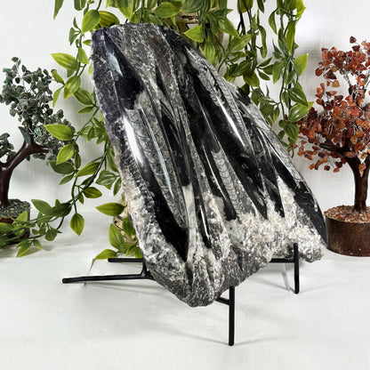 Orthoceras Fossil Plate - Gem Avenue Retail