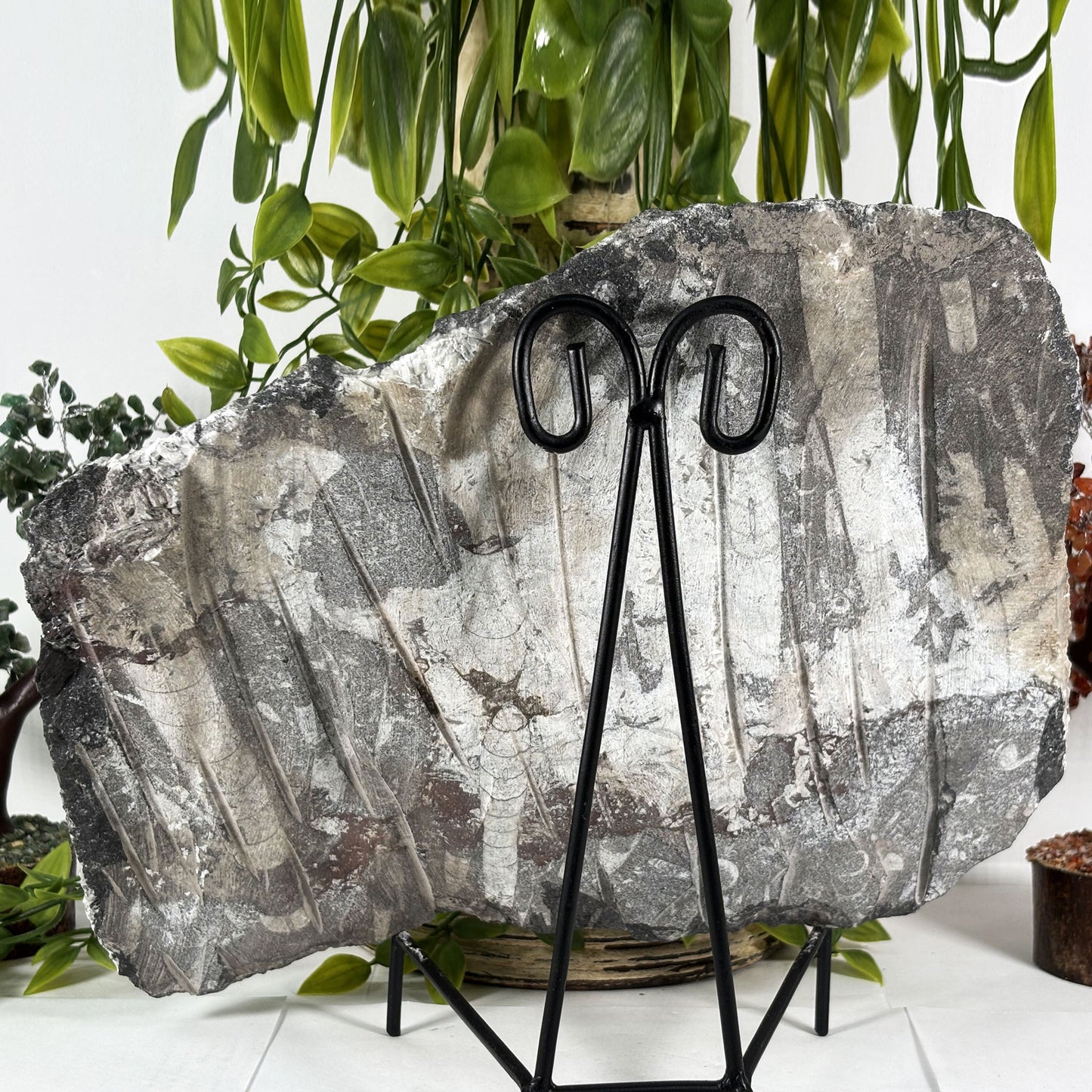 Orthoceras Fossil Plate - Gem Avenue Retail