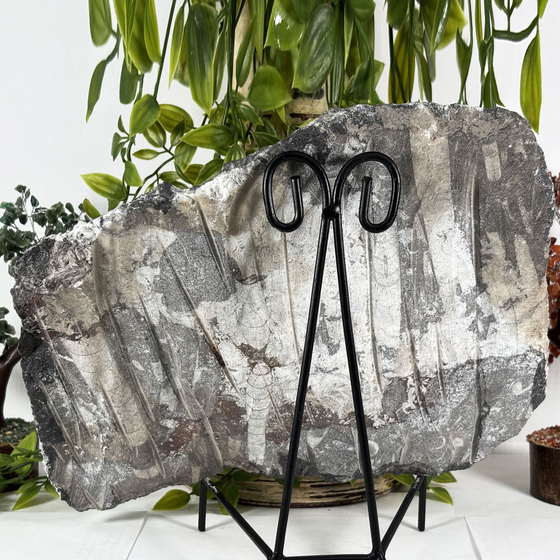 Orthoceras Fossil Plate - Gem Avenue Retail