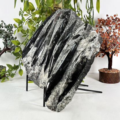Orthoceras Fossil Plate - Gem Avenue Retail