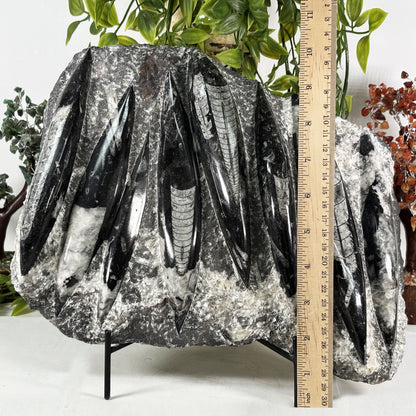 Orthoceras Fossil Plate - Gem Avenue Retail