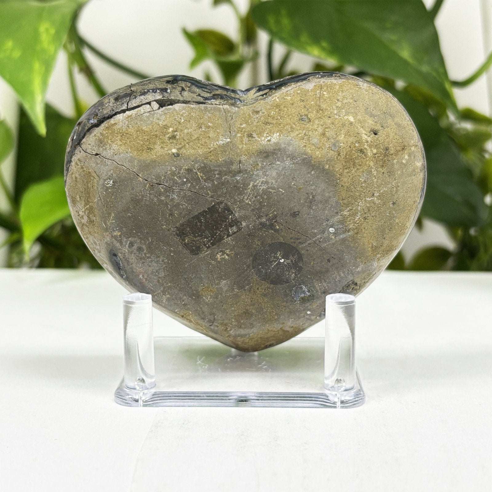Natural Black Amethyst Crystal Geode  - Gem Avenue