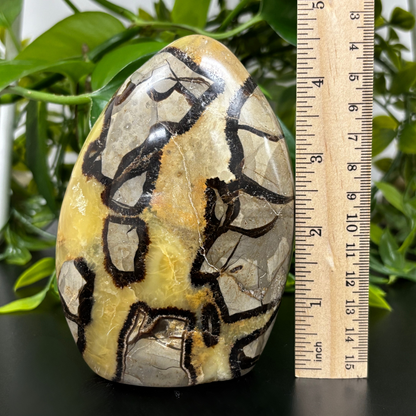 Natural Septarian Self-Standing Freeform Rock - RPS457
