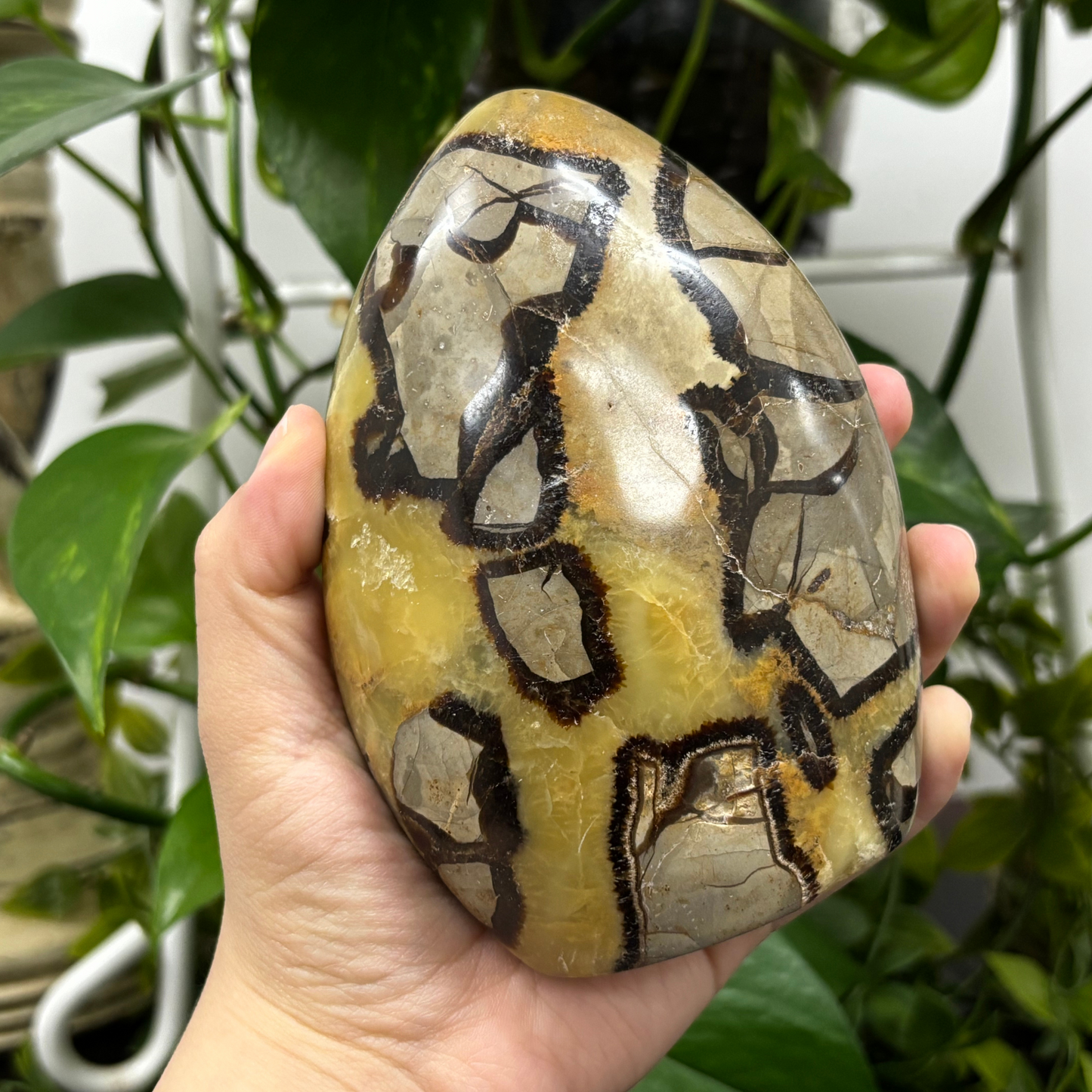 Natural Septarian Self-Standing Freeform Rock - RPS457
