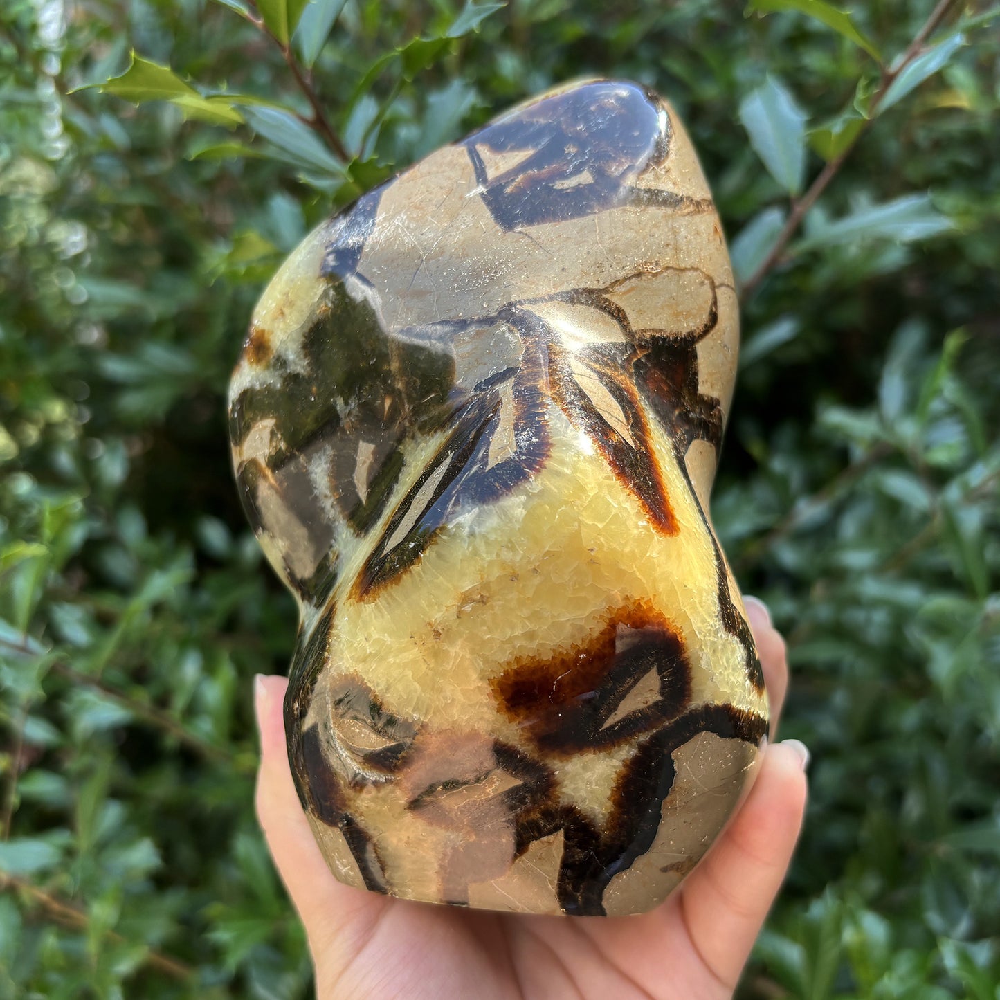 Natural Septarian Freeform Polished Crystal Fossil Stone Unique Healing Mineral, Decorative Display Piece, Energy Balancing Dragon Stone for Collectors, Meditation & Home Decor - RPS496