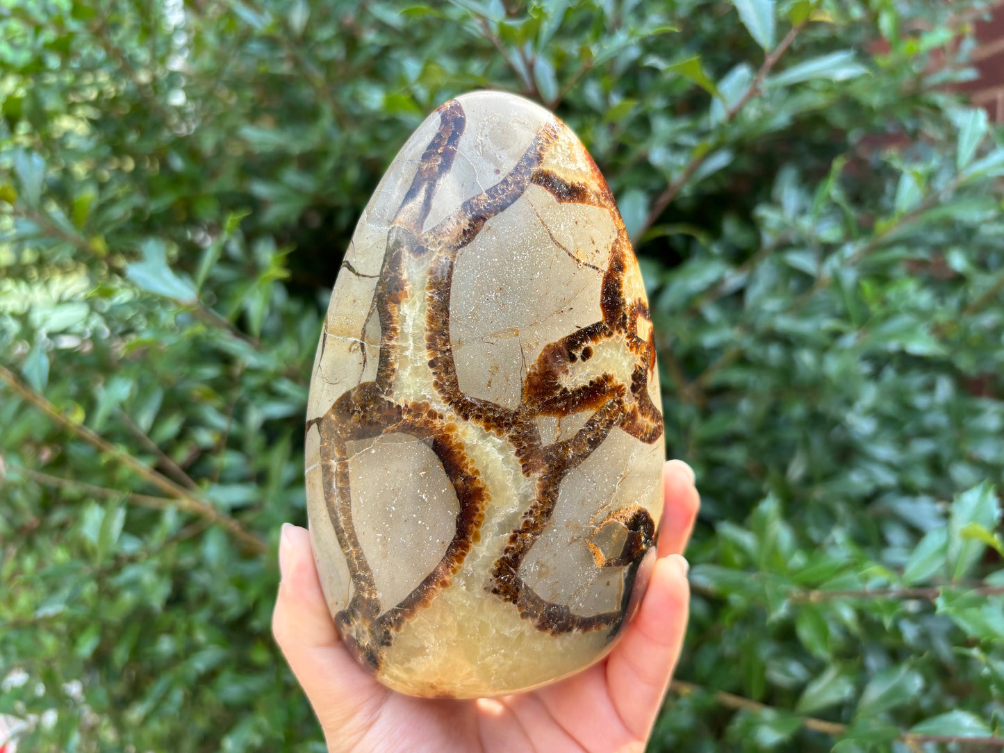 Natural Septarian Freeform Polished Crystal Fossil Stone Unique Healing Mineral for Collectors, Meditation, Energy Balancing, and Decorative Home Display - RPS497