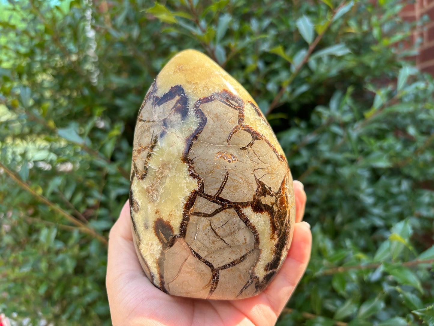 Natural Septarian Freeform Polished Crystal Fossil Stone for Healing, Meditation, Energy Balancing, Collectors, and Decorative Home Display - RPS498