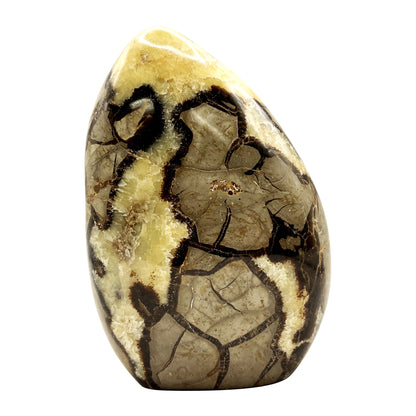 Natural Septarian Freeform Polished Crystal Fossil Stone for Healing, Meditation, Energy Balancing, Collectors, and Decorative Home Display - RPS498