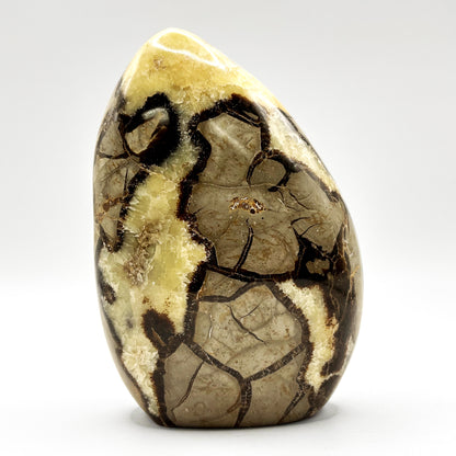 Natural Septarian Freeform Polished Crystal Fossil Stone for Healing, Meditation, Energy Balancing, Collectors, and Decorative Home Display - RPS498