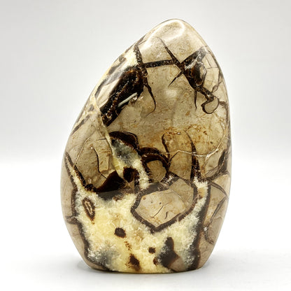 Natural Septarian Freeform Polished Crystal Fossil Stone for Healing, Meditation, Energy Balancing, Collectors, and Decorative Home Display - RPS498