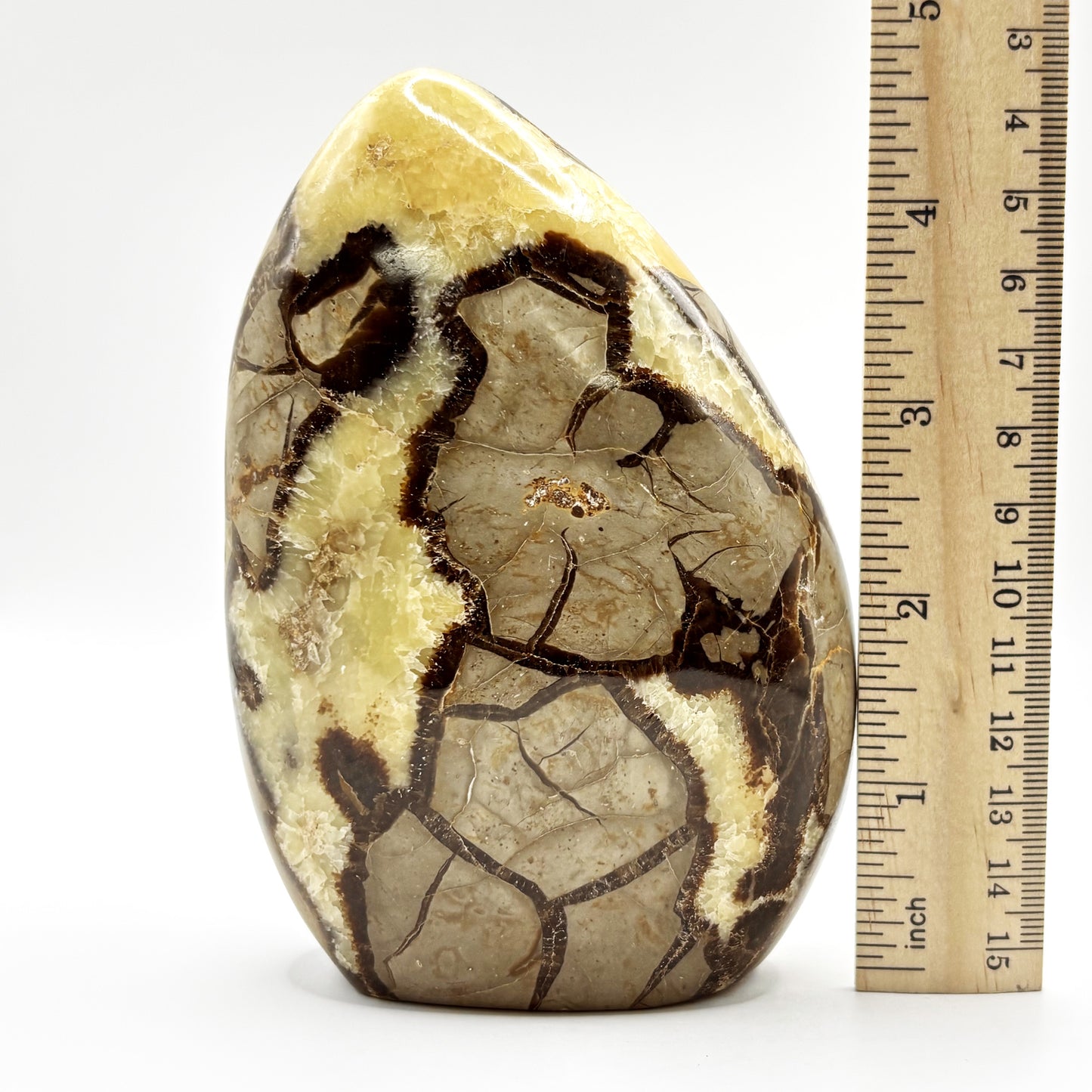 Natural Septarian Freeform Polished Crystal Fossil Stone for Healing, Meditation, Energy Balancing, Collectors, and Decorative Home Display - RPS498