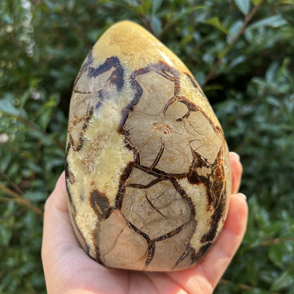 Natural Septarian Freeform Polished Crystal Fossil Stone for Healing, Meditation, Energy Balancing, Collectors, and Decorative Home Display - RPS498