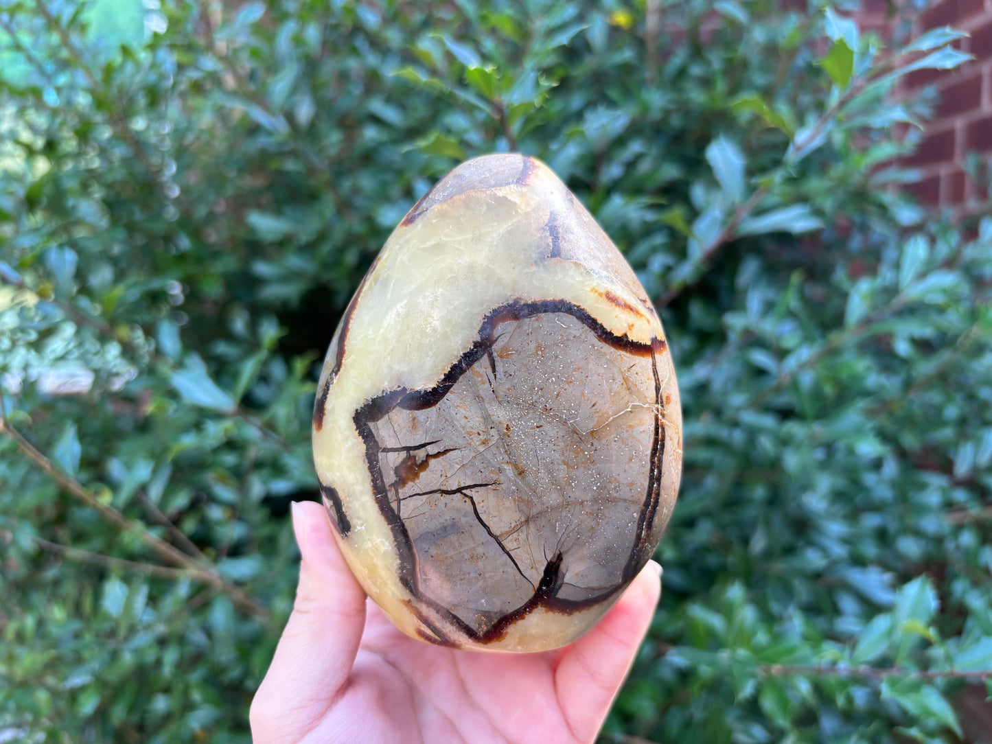 Natural Septarian Freeform Crystal Fossil, Polished Stone for Collectors, Meditation, Energy Healing, and Decorative Home Display - RPS499