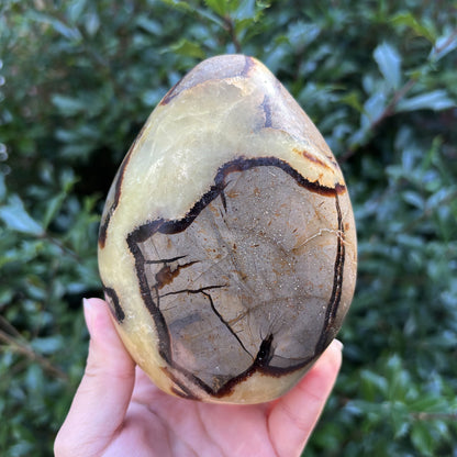 Natural Septarian Freeform Crystal Fossil, Polished Stone for Collectors, Meditation, Energy Healing, and Decorative Home Display - RPS499