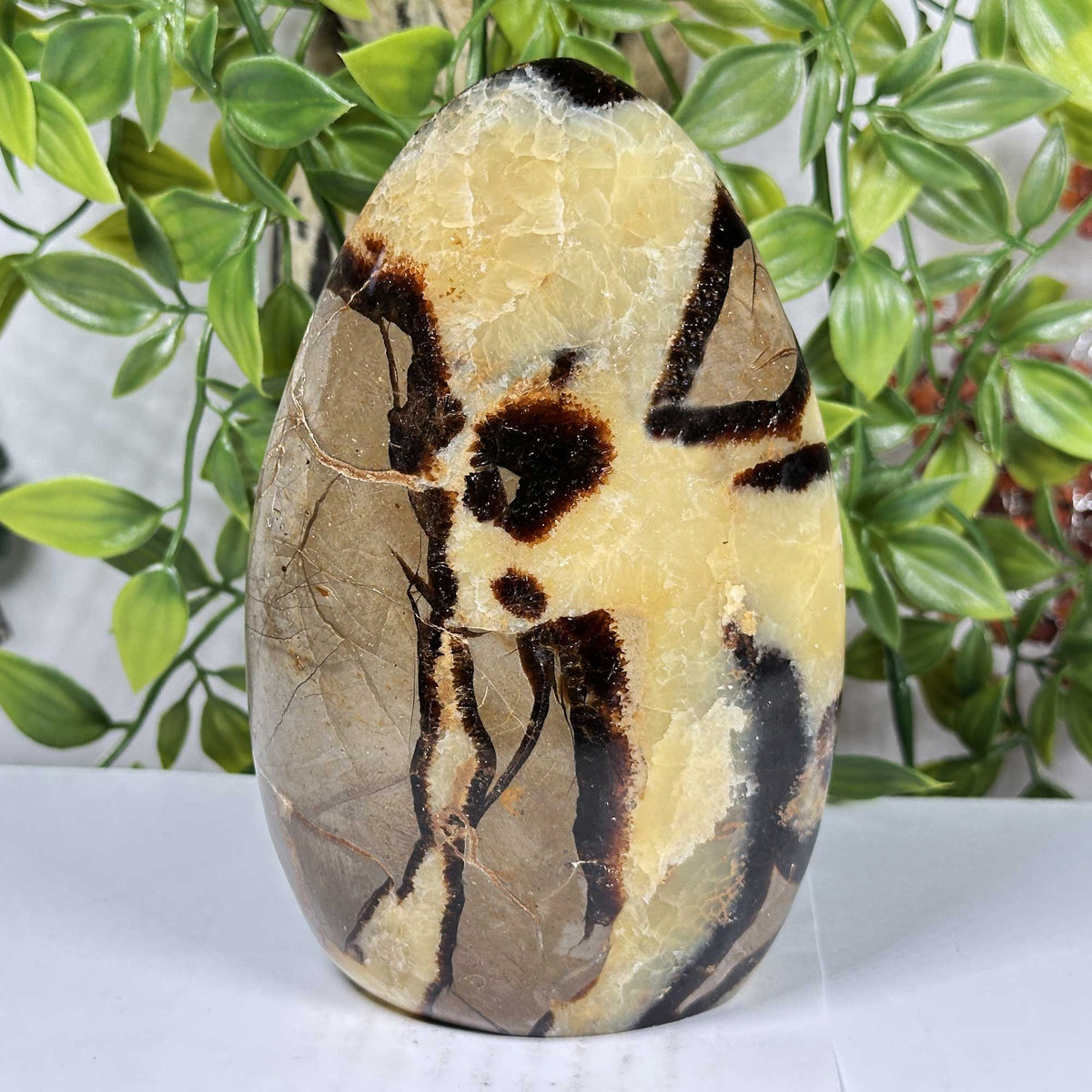 Septarian Gemstone Freeform - Gem Avenue Retail