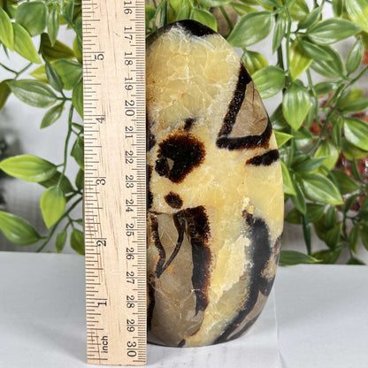 Septarian Gemstone Freeform - Gem Avenue Retail