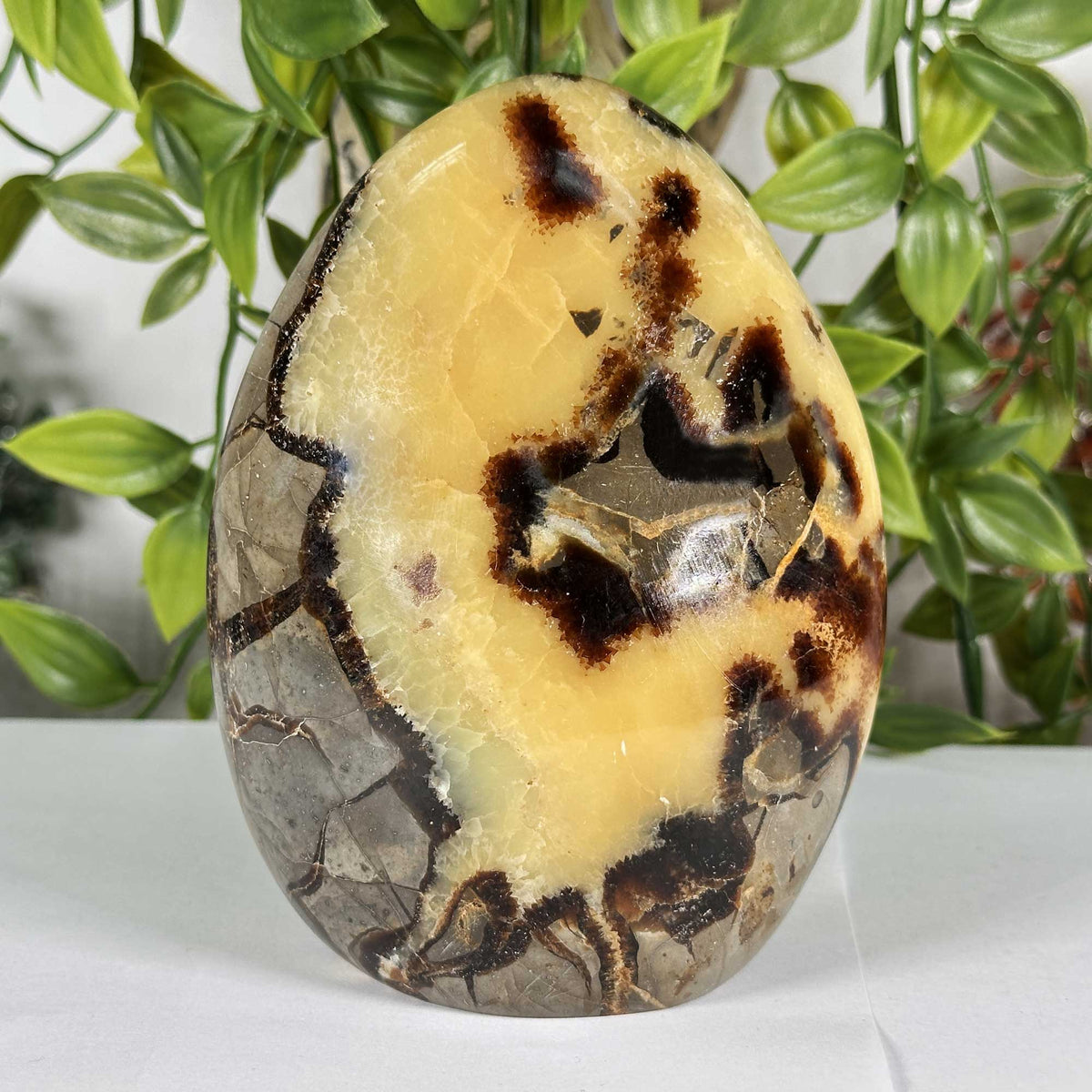 Septarian Gemstone Freeform - Gem Avenue Retail