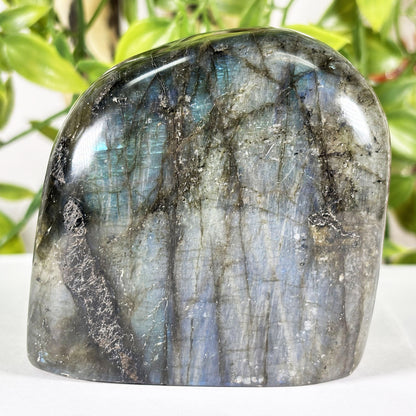Polished Labradorite Freeform Flashy Blue & Gold Madagascar Crystal Specimen