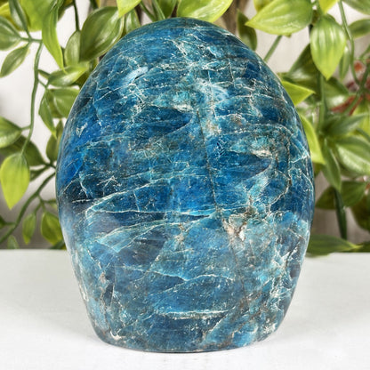 Madagascar Blue Apatite Freeform Crystal Specimen 4" Tall
