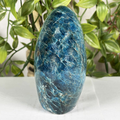 Madagascar Blue Apatite Freeform Crystal Specimen 4" Tall