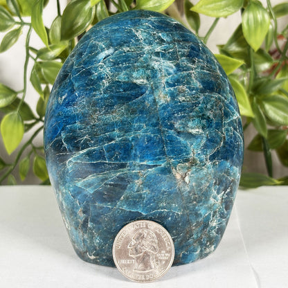 Madagascar Blue Apatite Freeform Crystal Specimen 4" Tall