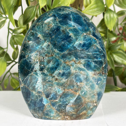Madagascar Blue Apatite Freeform Crystal Specimen 4.25" Tall