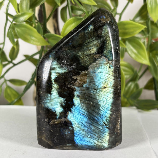 Polished Labradorite Freeform 3.25" Madagascar Crystal with Gold & Blue Flash