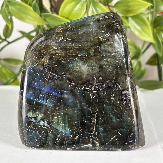Polished Labradorite Freeform 3" Flashy Blue Fire Madagascar Crystal Display Specimen
