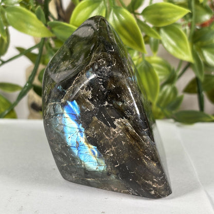 Polished Labradorite Freeform 3" Flashy Blue Fire Madagascar Crystal Display Specimen