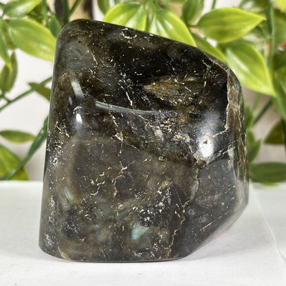 Polished Labradorite Freeform 3" Flashy Blue Fire Madagascar Crystal Display Specimen