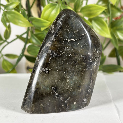 Polished Labradorite Freeform 3" Flashy Blue Fire Madagascar Crystal Display Specimen