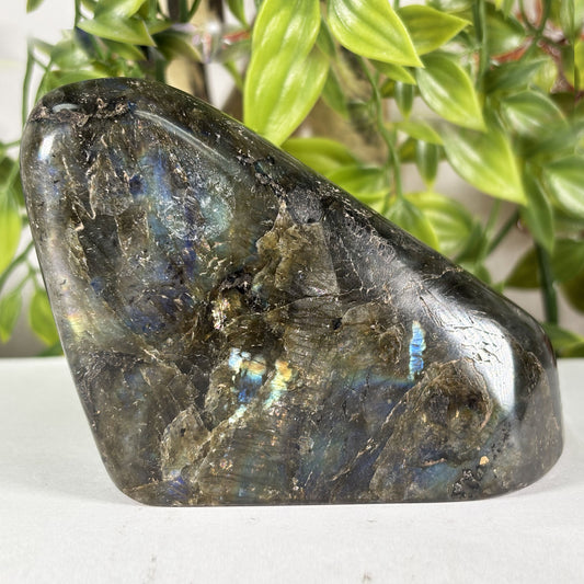 Polished Labradorite Freeform 4" Blue Flash Madagascar Crystal Display Specimen