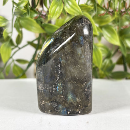 Polished Labradorite Freeform 4" Blue Flash Madagascar Crystal Display Specimen