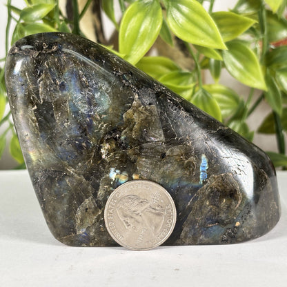 Polished Labradorite Freeform 4" Blue Flash Madagascar Crystal Display Specimen