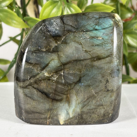 Polished Labradorite Freeform 2.75" Blue Flash Madagascar Crystal Display Specimen