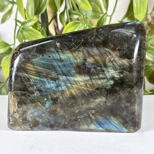 Polished Labradorite Freeform 4" Blue Gold Flash Madagascar Crystal Display Specimen