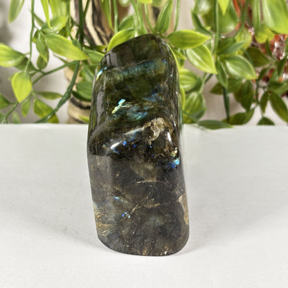 Polished Labradorite Freeform 4" Blue Gold Flash Madagascar Crystal Display Specimen
