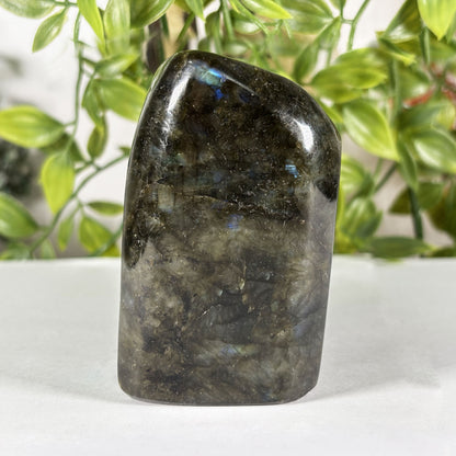 Polished Labradorite Freeform 4" Blue Gold Flash Madagascar Crystal Display Specimen