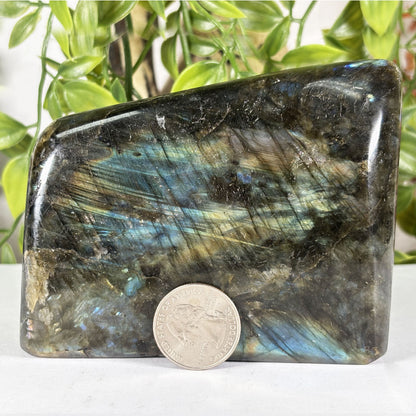 Polished Labradorite Freeform 4" Blue Gold Flash Madagascar Crystal Display Specimen
