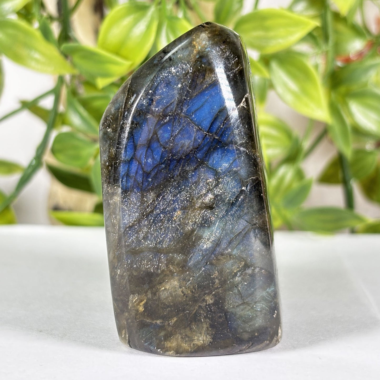 Madagascar Labradorite Freeform 2.5" Polished Crystal Display Stone Blue Flash Specimen