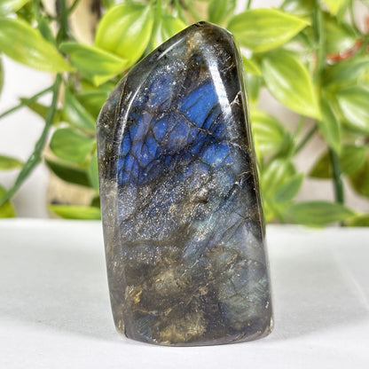 Madagascar Labradorite Freeform 2.5" Polished Crystal Display Stone Blue Flash Specimen