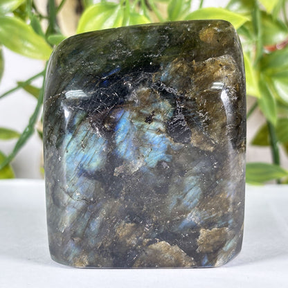 Madagascar Labradorite Freeform 2.5" Polished Crystal Display Stone Blue Flash Specimen