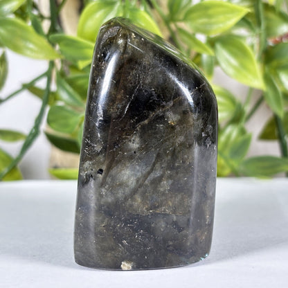 Madagascar Labradorite Freeform 2.5" Polished Crystal Display Stone Blue Flash Specimen