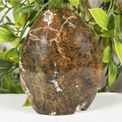 Madagascar Sea Jasper Freeform Crystal Egg Shape Polished Healing Stone