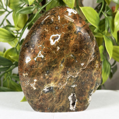 Madagascar Sea Jasper Freeform Crystal Egg Shape Polished Healing Stone